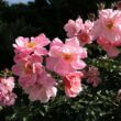Kép 2/3 - Rosa 'Märchenland®' - rózsaszín - virágágyi floribunda rózsa