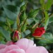 Kép 3/3 - Rosa 'Märchenland®' - rózsaszín - virágágyi floribunda rózsa