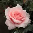 Kép 1/3 - Rosa 'Marcsika' - rózsaszín - teahibrid rózsa