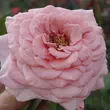 Kép 2/3 - Rosa 'Marcsika' - rózsaszín - teahibrid rózsa