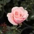 Kép 3/3 - Rosa 'Marcsika' - rózsaszín - teahibrid rózsa
