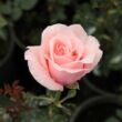 Rosa 'Marcsika' - rózsaszín - teahibrid rózsa