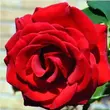 Kép 1/3 - Rosa 'Marjorie Proops™' - vörös - teahibrid rózsa
