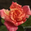 Kép 1/3 - Rosa 'Mediterranea™' - rózsaszín - sárga - teahibrid rózsa