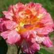 Kép 2/3 - Rosa 'Mediterranea™' - rózsaszín - sárga - teahibrid rózsa