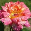 Kép 2/3 - Rosa 'Mediterranea™' - rózsaszín - sárga - teahibrid rózsa