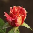 Rosa 'Mediterranea™' - rózsaszín - sárga - teahibrid rózsa
