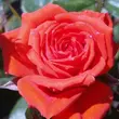 Kép 1/3 - Rosa 'Mercedes®' - narancssárga - virágágyi floribunda rózsa
