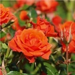 Kép 2/3 - Rosa 'Mercedes®' - narancssárga - virágágyi floribunda rózsa