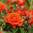 Rosa 'Mercedes®' - narancssárga - virágágyi floribunda rózsa