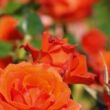 Rosa 'Mercedes®' - narancssárga - virágágyi floribunda rózsa