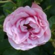 Kép 1/3 - Rosa 'Nagyhagymás' - rózsaszín - virágágyi floribunda rózsa