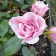 Kép 2/3 - Rosa 'Nagyhagymás' - rózsaszín - virágágyi floribunda rózsa