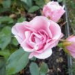 Rosa 'Nagyhagymás' - rózsaszín - virágágyi floribunda rózsa