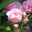 Rosa 'Nagyhagymás' - rózsaszín - virágágyi floribunda rózsa