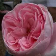 Kép 1/3 - Rosa 'Deléri' - rózsaszín - climber, futó rózsa