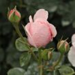 Rosa 'Deléri' - rózsaszín - climber, futó rózsa