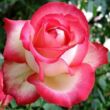 Kép 1/3 - Rosa 'Neue Revue®' - sárga - vörös - teahibrid rózsa
