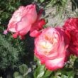 Kép 2/3 - Rosa 'Neue Revue®' - sárga - vörös - teahibrid rózsa