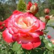 Kép 3/3 - Rosa 'Neue Revue®' - sárga - vörös - teahibrid rózsa