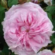 Kép 1/3 - Rosa 'New Maiden Blush' - rózsaszín - történelmi - alba rózsa