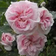 Kép 2/3 - Rosa 'New Maiden Blush' - rózsaszín - történelmi - alba rózsa