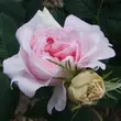 Kép 3/3 - Rosa 'New Maiden Blush' - rózsaszín - történelmi - alba rózsa