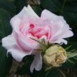 Rosa 'New Maiden Blush' - rózsaszín - történelmi - alba rózsa