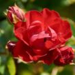 Rosa 'Ondella™' - narancssárga - teahibrid rózsa