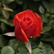 Rosa 'Ondella™' - narancssárga - teahibrid rózsa