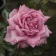 Kép 1/3 - Rosa 'Orchid Masterpiece™' - rózsaszín - lila - teahibrid rózsa