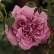 Rosa 'Orchid Masterpiece™' - rózsaszín - lila - teahibrid rózsa