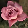 Rosa 'Orchid Masterpiece™' - rózsaszín - lila - teahibrid rózsa