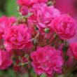 Kép 2/3 - Rosa 'Orléans Rose' - rózsaszín - virágágyi polianta rózsa