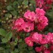 Rosa 'Orléans Rose' - rózsaszín - virágágyi polianta rózsa