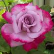 Kép 1/3 - Rosa 'Burning Sky™' - lila - vörös - teahibrid rózsa