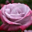 Rosa 'Burning Sky™' - lila - vörös - teahibrid rózsa