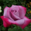 Kép 3/3 - Rosa 'Burning Sky™' - lila - vörös - teahibrid rózsa