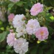 Kép 2/3 - Rosa 'Paul's Himalayan Musk Rambler' - rózsaszín - fehér - rambler, kúszó rózsa