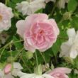 Rosa 'Paul's Himalayan Musk Rambler' - rózsaszín - fehér - rambler, kúszó rózsa