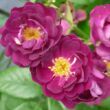Rosa 'Perennial Blue™' - lila - fehér - rambler, kúszó rózsa