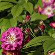 Kép 3/3 - Rosa 'Perennial Blue™' - lila - fehér - rambler, kúszó rózsa