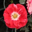 Kép 1/3 - Rosa 'Picasso™' - vörös - fehér - virágágyi floribunda rózsa