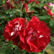 Kép 2/3 - Rosa 'Picasso™' - vörös - fehér - virágágyi floribunda rózsa
