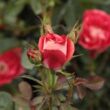 Kép 3/3 - Rosa 'Picasso™' - vörös - fehér - virágágyi floribunda rózsa