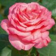 Kép 1/3 - Rosa 'Pink Panther™' - rózsaszín - teahibrid rózsa