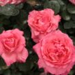 Kép 2/3 - Rosa 'Pink Panther™' - rózsaszín - teahibrid rózsa