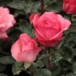 Kép 3/3 - Rosa 'Pink Panther™' - rózsaszín - teahibrid rózsa