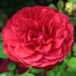 Kép 1/3 - Rosa 'Pompadour Red™' - vörös - virágágyi grandiflora - floribunda rózsa