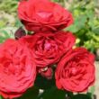 Rosa 'Pompadour Red™' - vörös - virágágyi grandiflora - floribunda rózsa